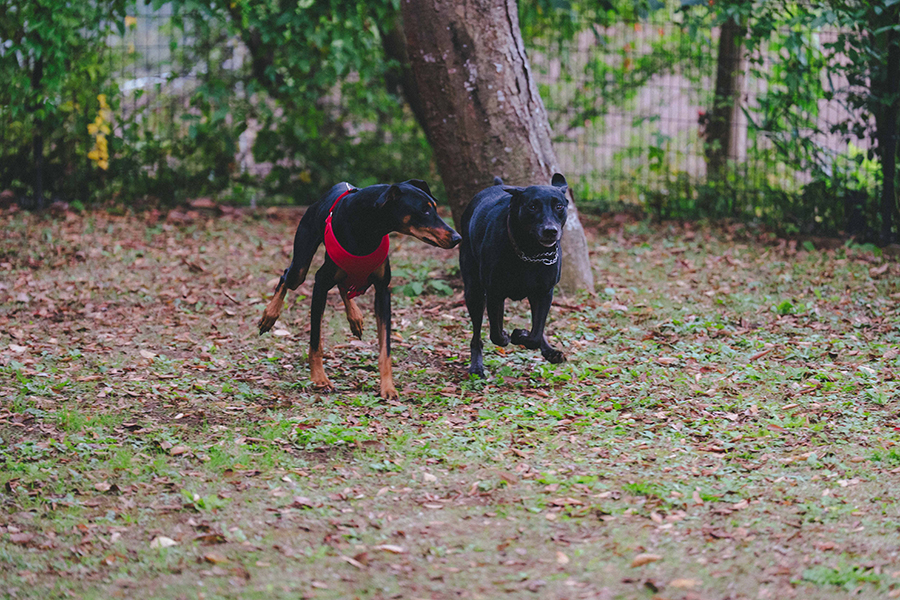 トラットリア・アグレステ_ペット_3