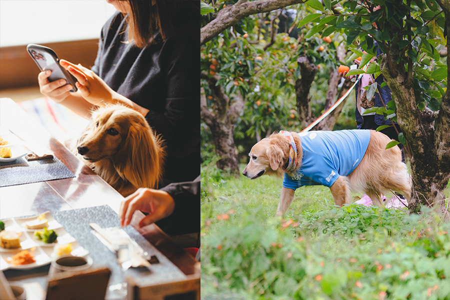 愛犬と行く！茨城の自然と食を楽しむ日帰りプラン