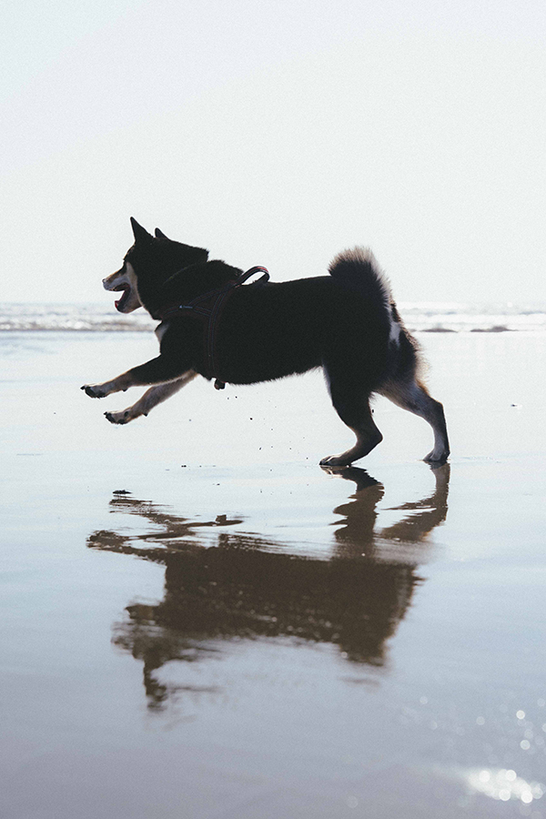 大洗サンビーチ_ペット_2