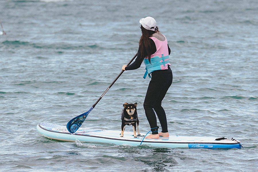 ペット_観光・体験