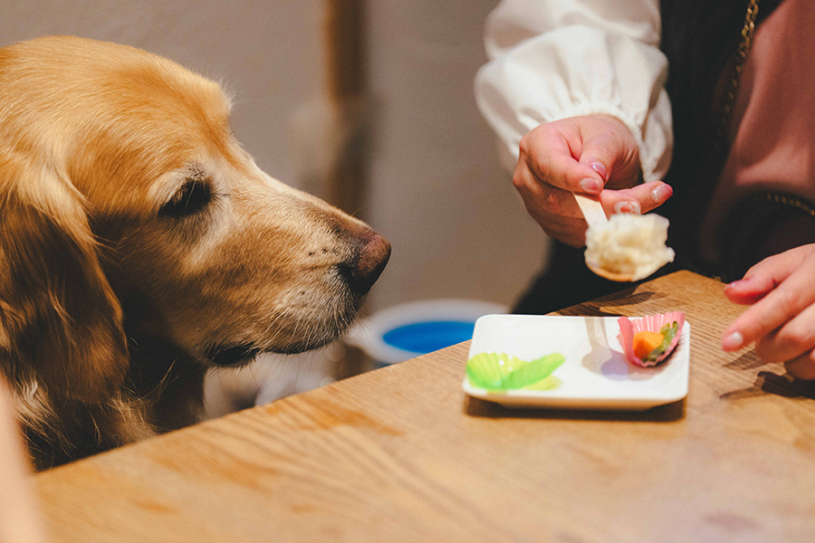 ペット_グルメ