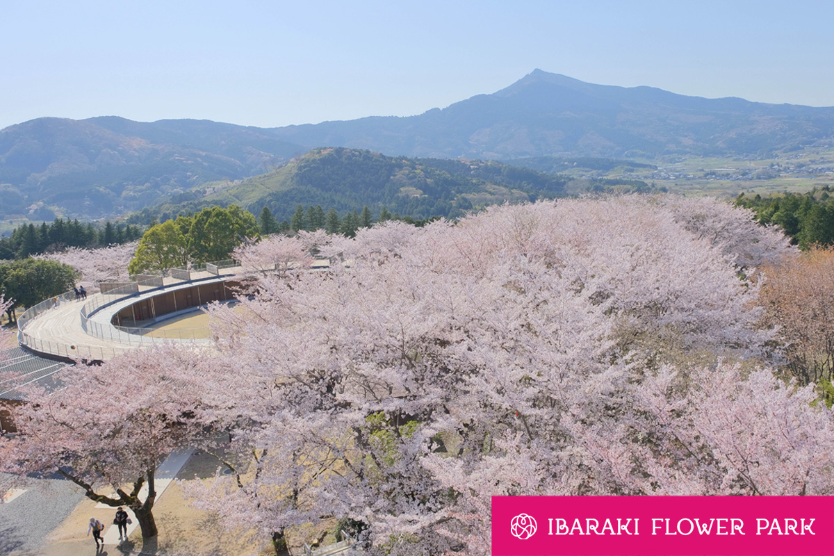 フラワーパーク_さくら