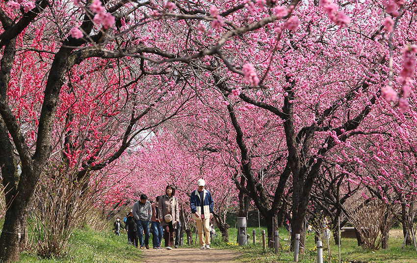 古河桃まつり_2026_01_1