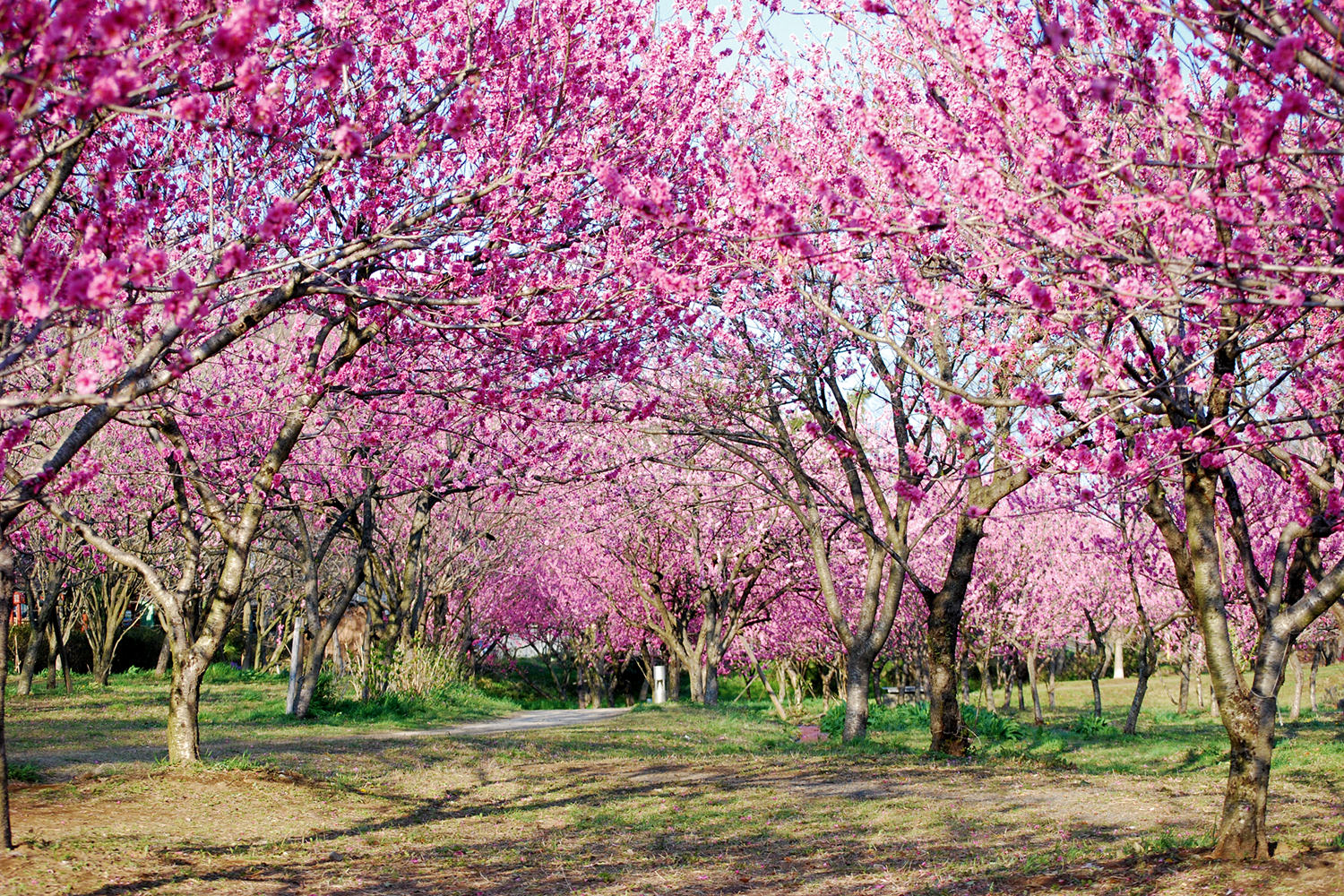 古河桃まつり_3