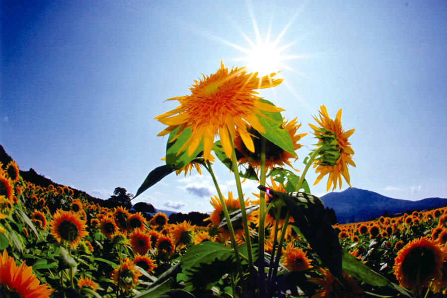 あけのひまわりフェスティバル_1