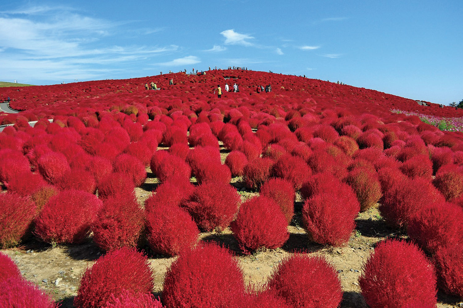きて みて さわって コキアカーニバル_2