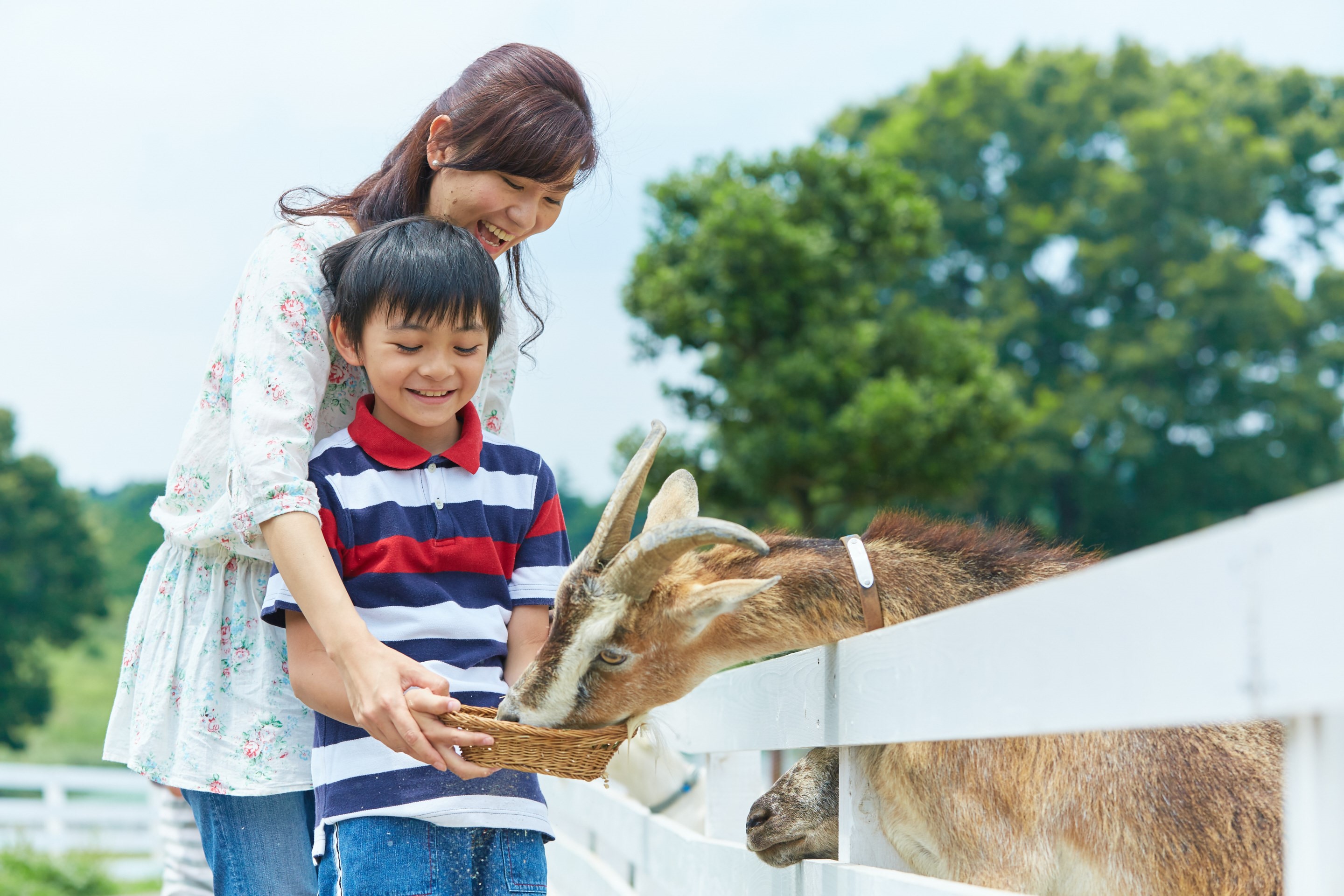 こもれび 森のイバライド_2