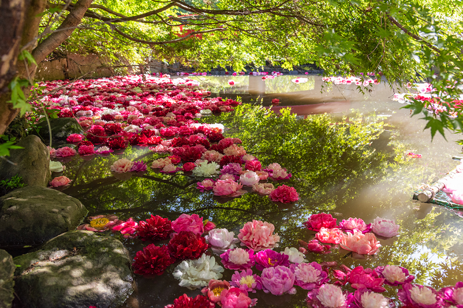 つくば牡丹園_はないかだ