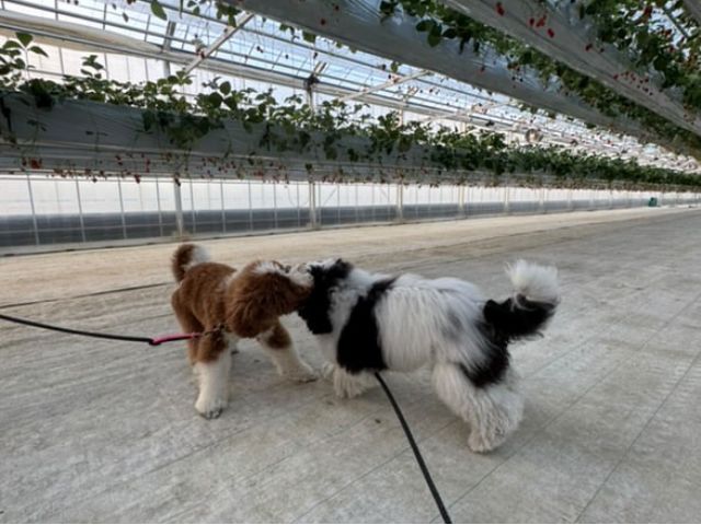 ファーム八千代 八千代店_子犬
