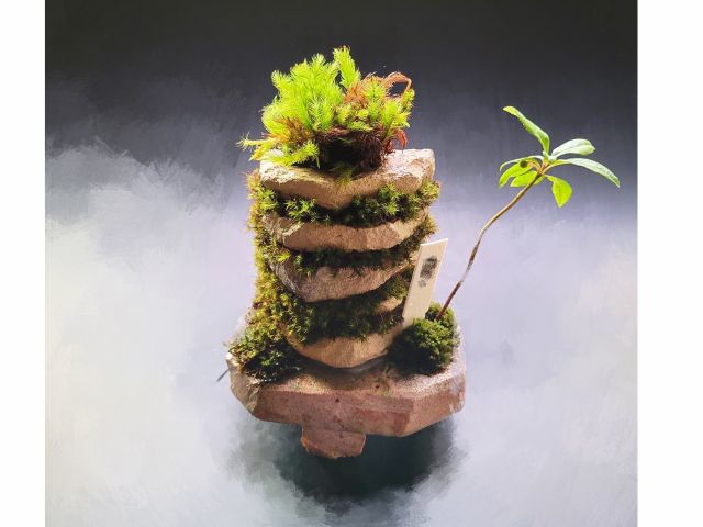 苔のさと_1