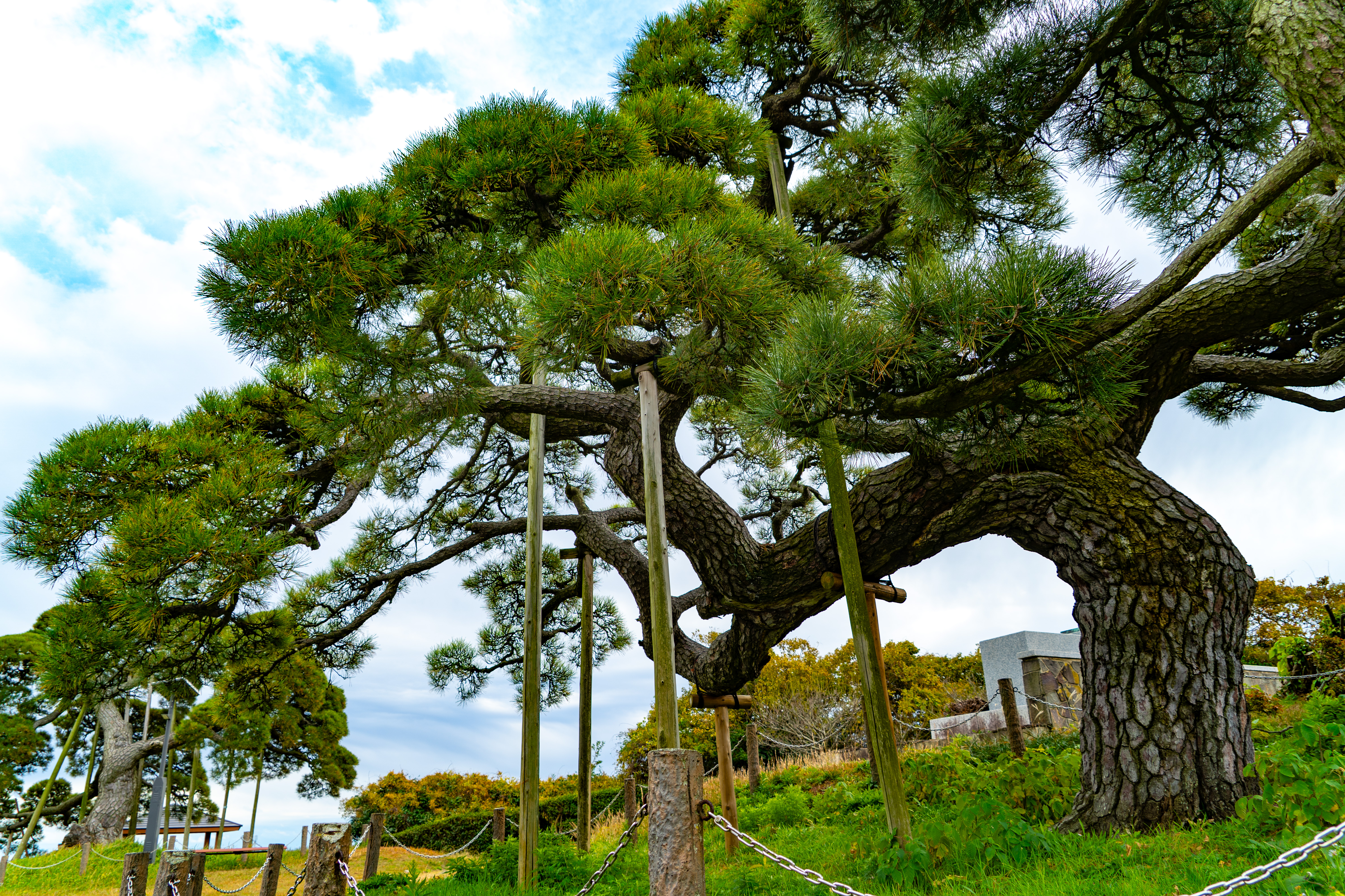 湊公園・湊御殿の松