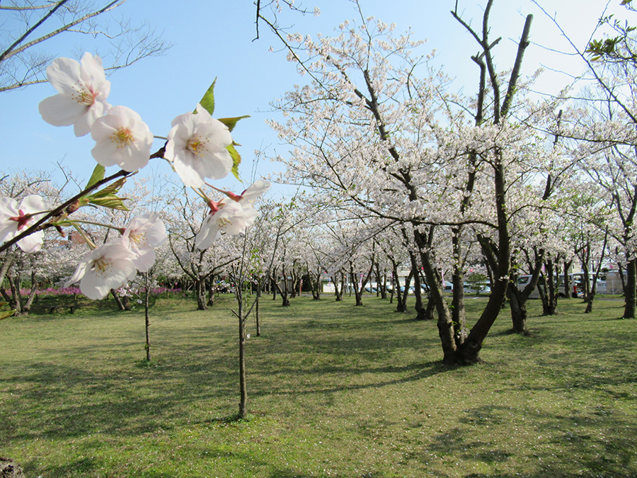 第35回かみす桜まつり_1