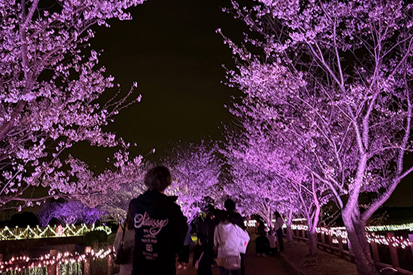 かわち桜まつり_ライトアップ_600&times;400