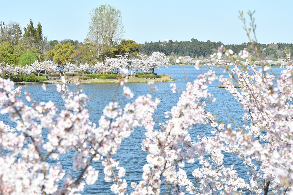 第42回水戸の桜まつり