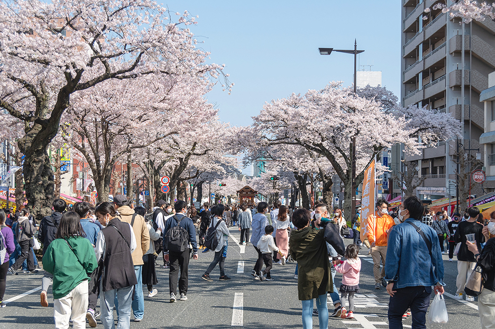 第61回日立さくらまつり_平和通り写真