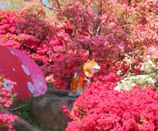 第55回笠間つつじまつり_ペットと一緒に入園可_1