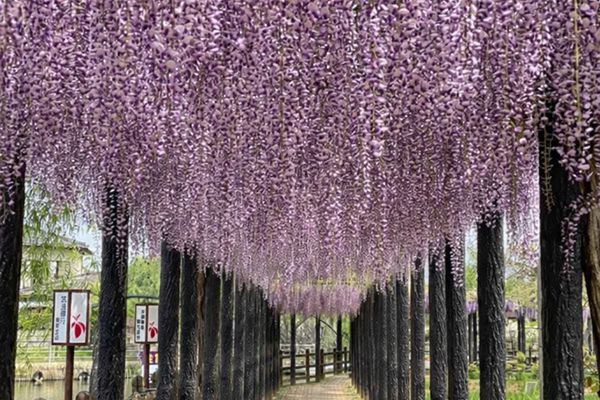 水郷潮来あやめ園_フジ