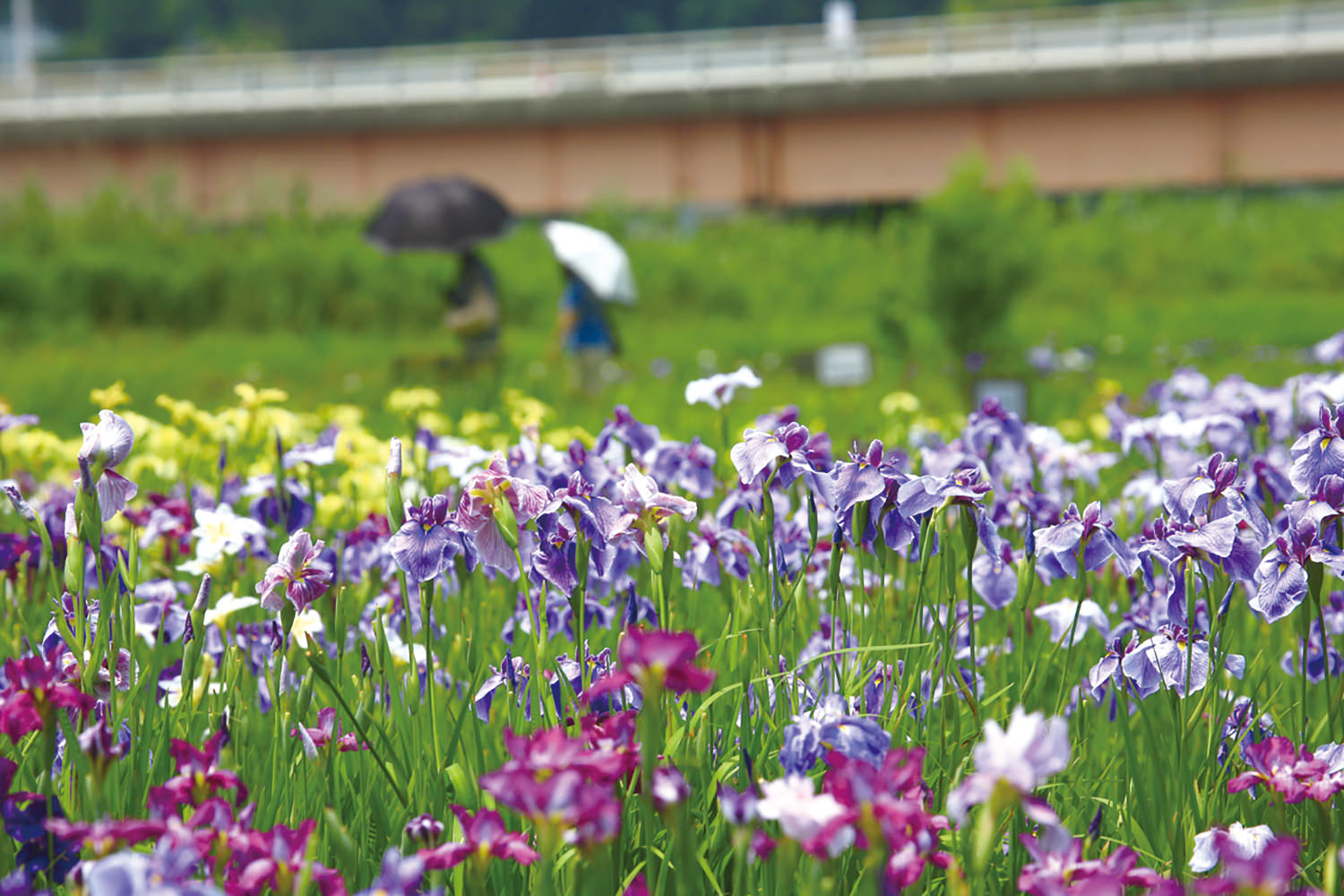 牛久市観光アヤメ園