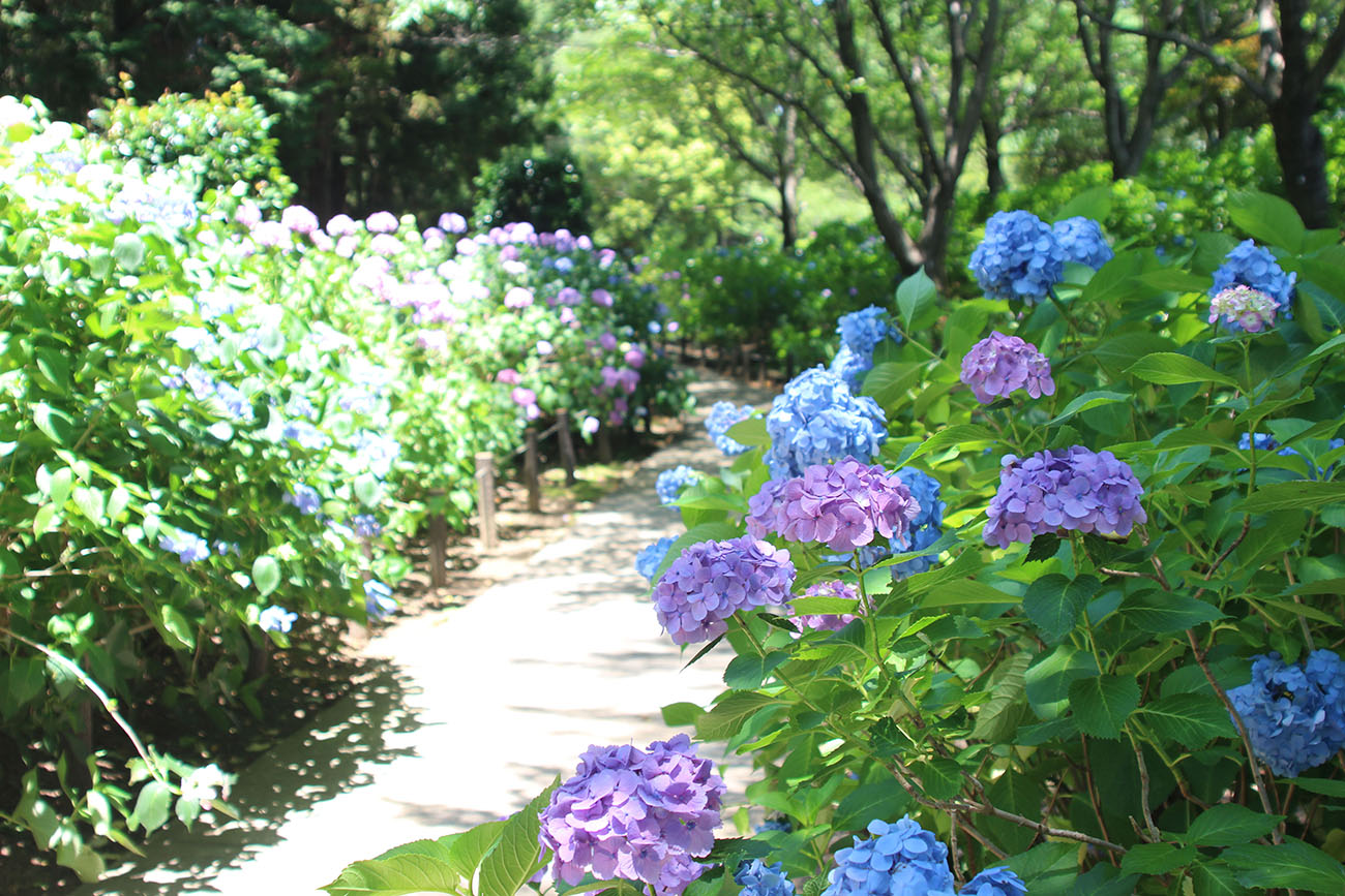 牛久大仏 紫陽花1