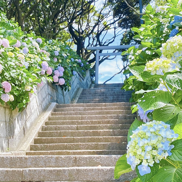 あじさい詣_酒列磯前神社_鳥居と海_1