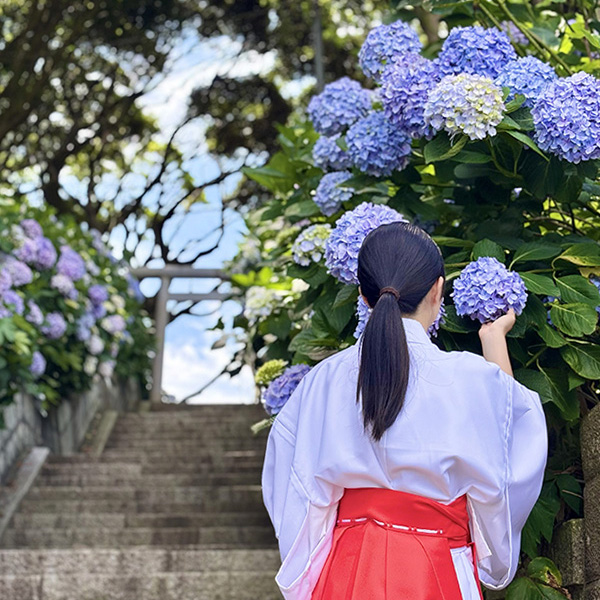 あじさい詣_酒列磯前神社_1_正方形