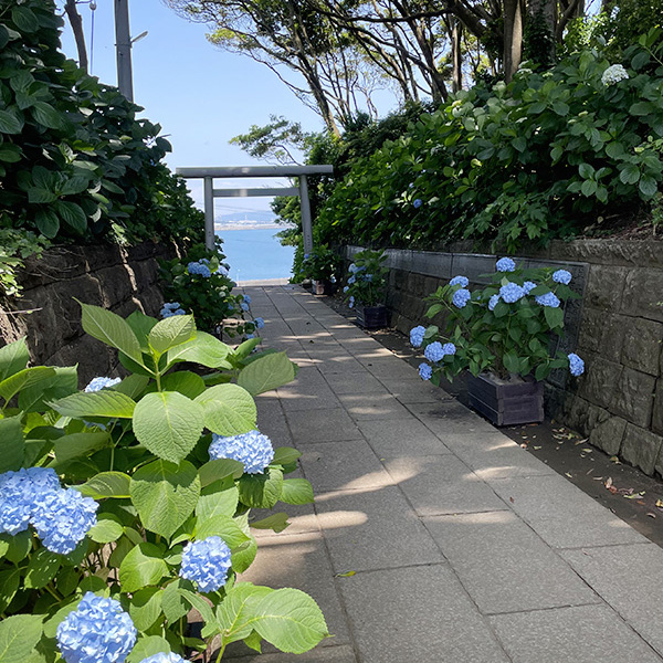 あじさい詣_酒列磯前神社_鳥居と海_3_正方形