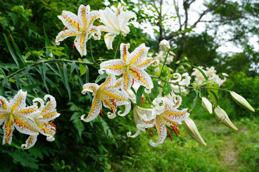 フラワーパーク_季節の花_ヤマユリ_1