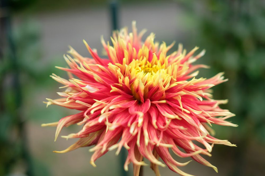 フラワーパーク_季節の花_ダリア_1