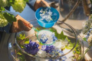 フラワーパーク_コラボ_紫陽花すくい