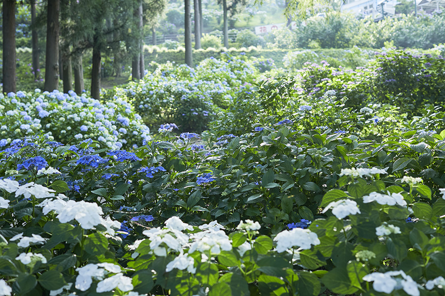 フラワーパーク_季節の花_アジサイ_2