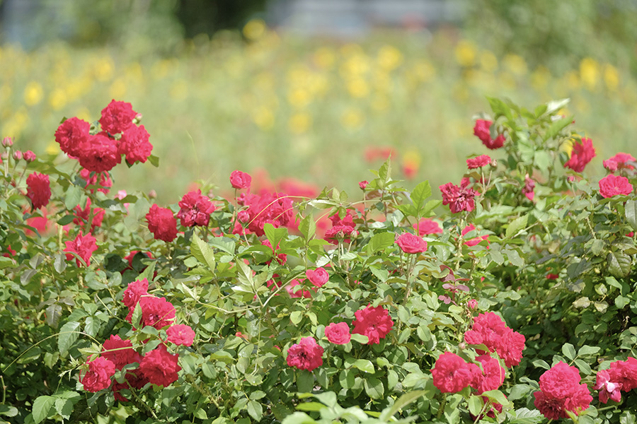 フラワーパーク_季節の花_バラ_2
