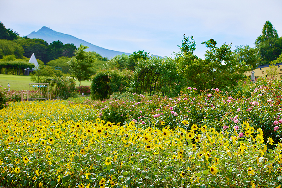 フラワーパーク_季節の花_ひまわり_2