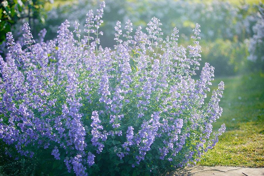 フラワーパーク_季節の花_ラベンダー_2