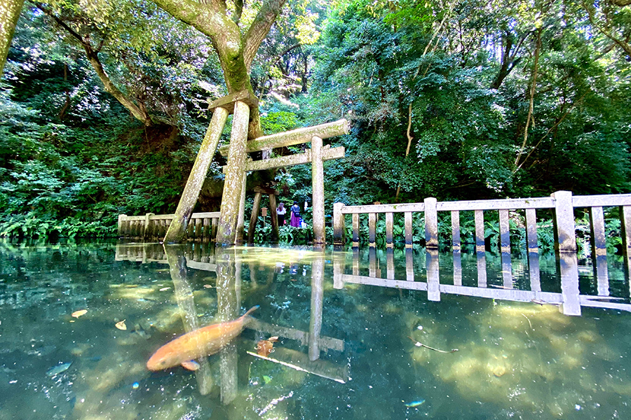 鹿島神宮_御手洗池_(900×600)