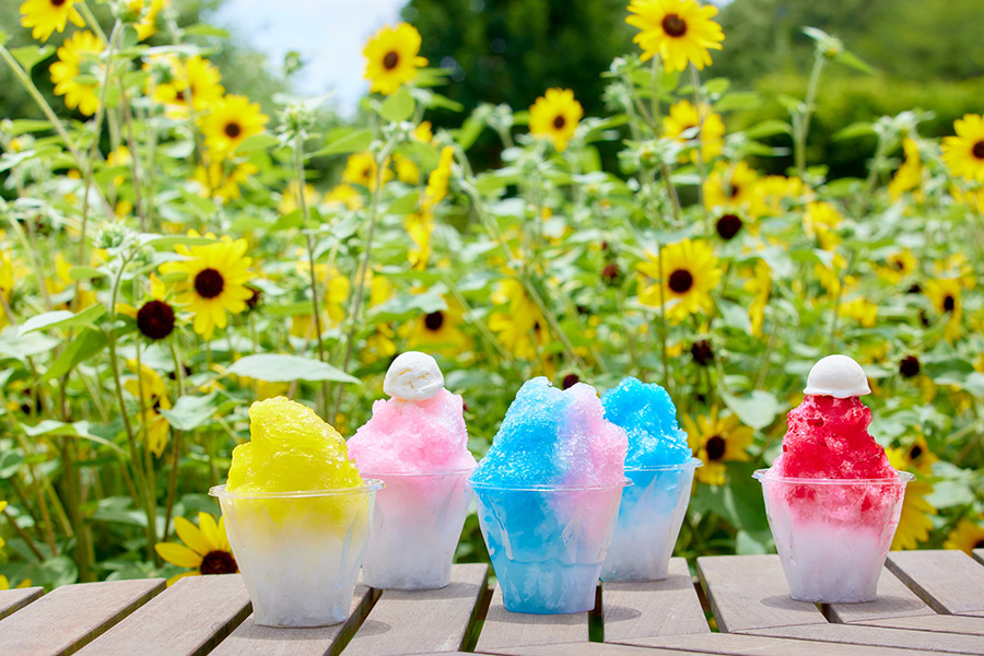 フラワーパーク_夏_ひんやりかき氷