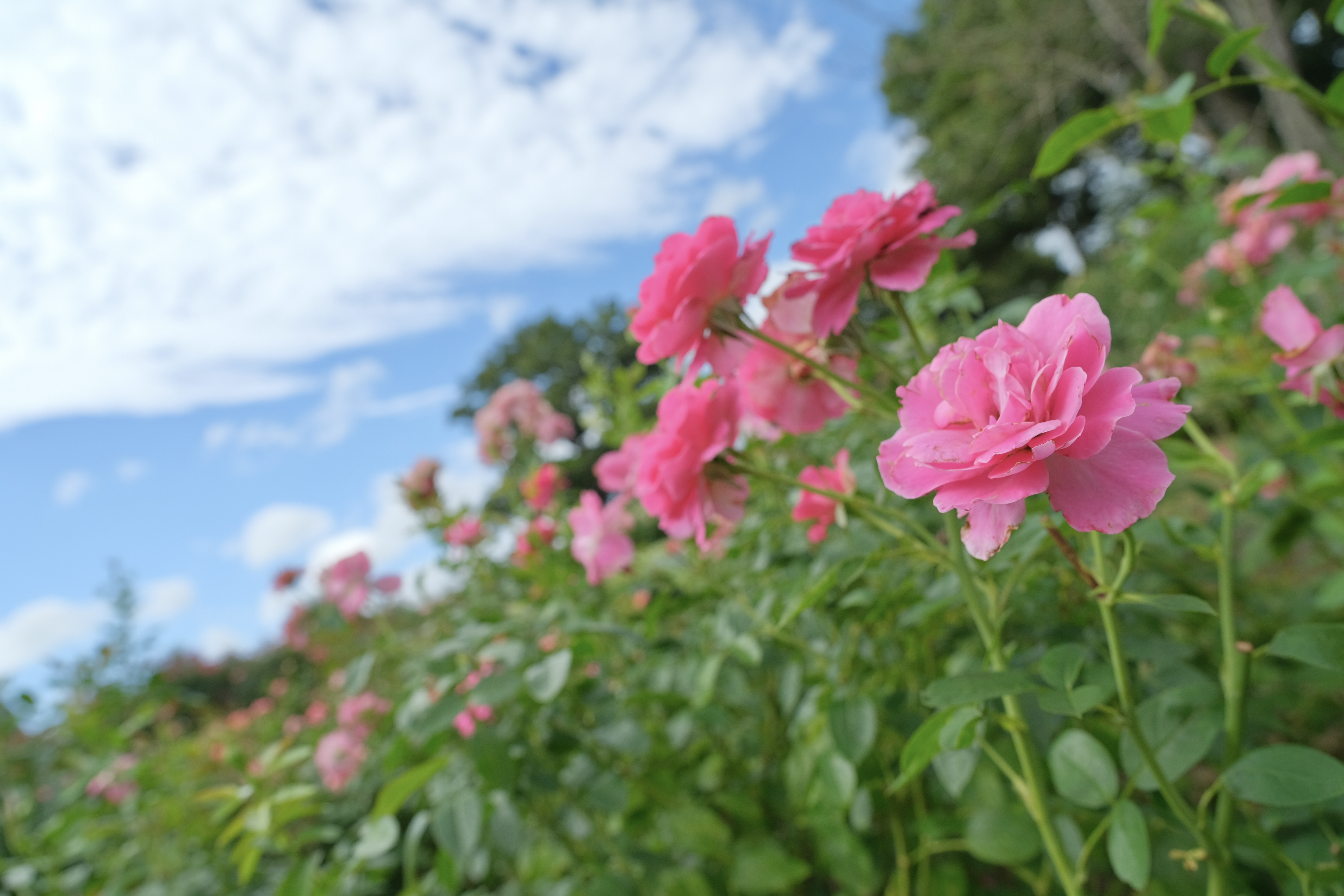 バラ（二番花）