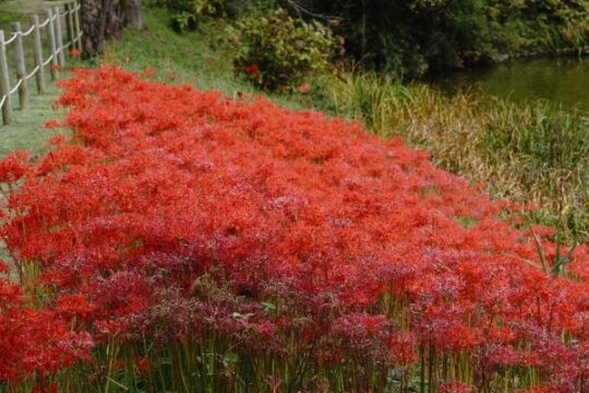 フラワーパーク_季節の花_ヒガンバナ