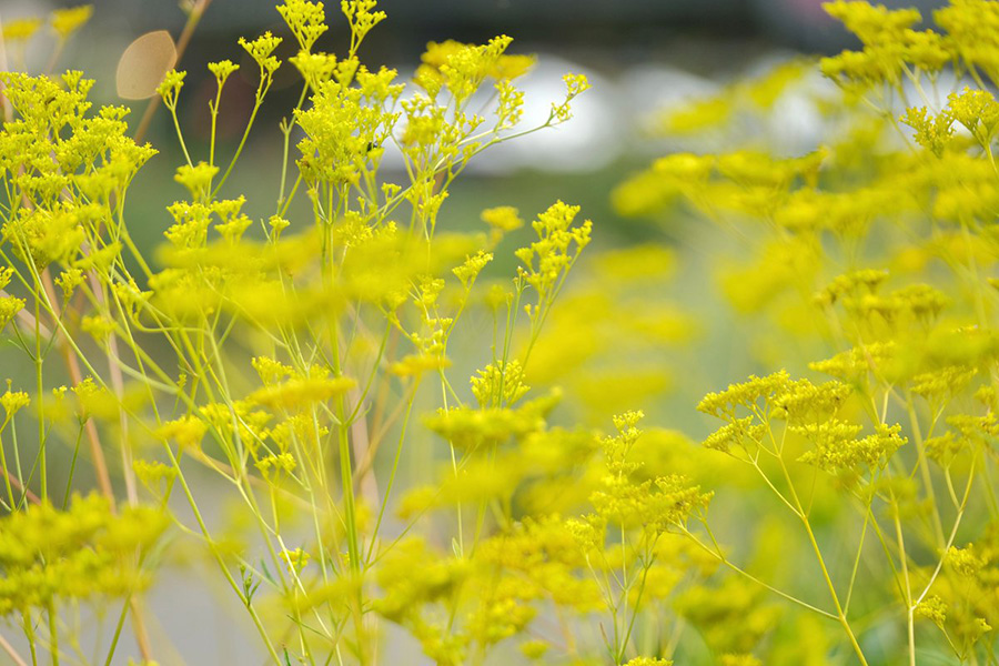 フラワーパーク_季節の花_オミナエシ