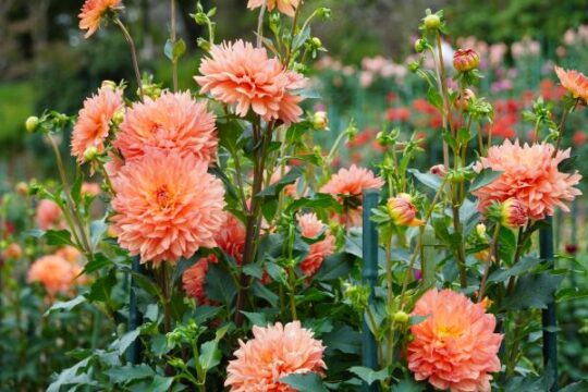 フラワーパーク_季節の花_ダリア