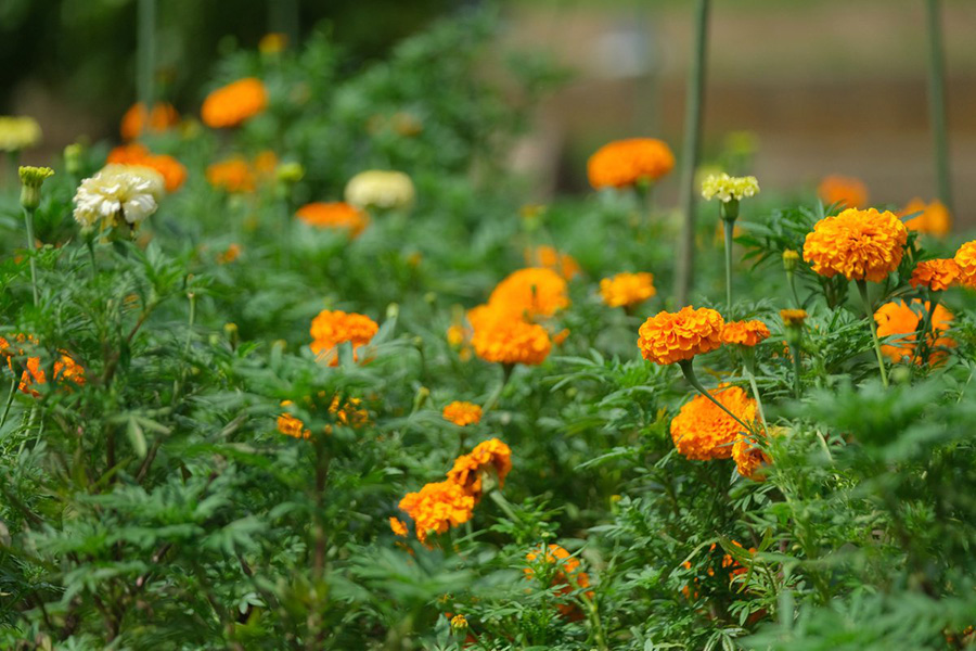 フラワーパーク_季節の花_マリーゴールド_2