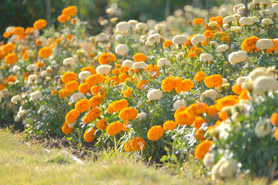 フラワーパーク_202609_季節の花_マリーゴールド