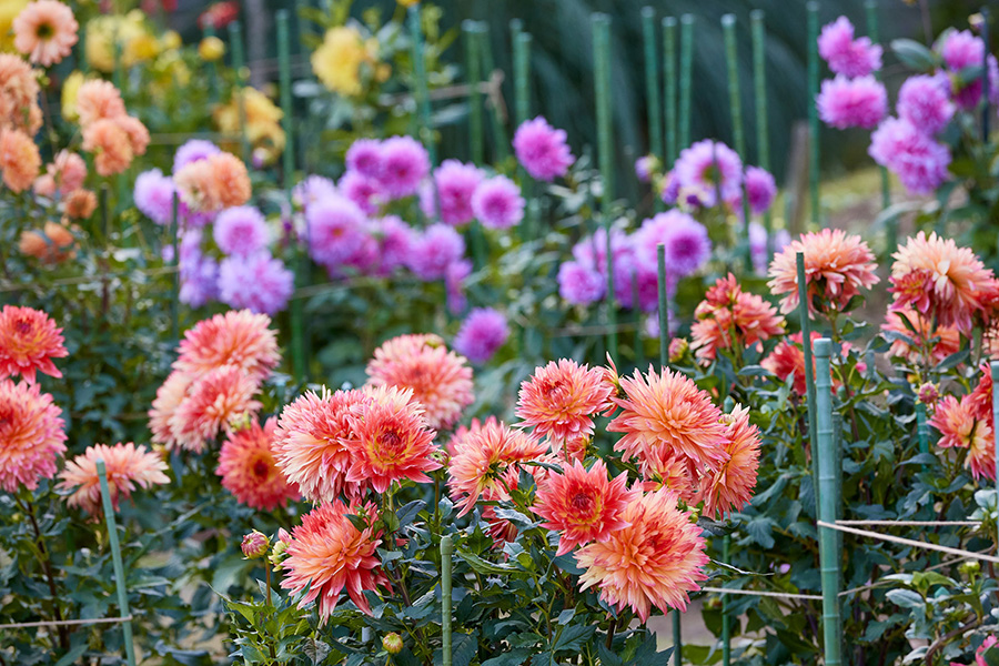 フラワーパーク_202609_季節の花_ダリア