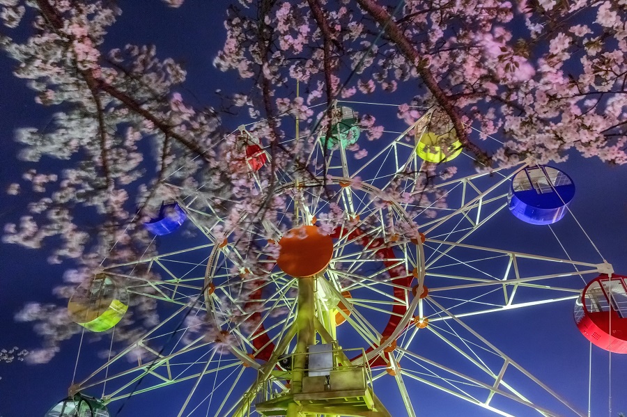 かみね公園の夜桜