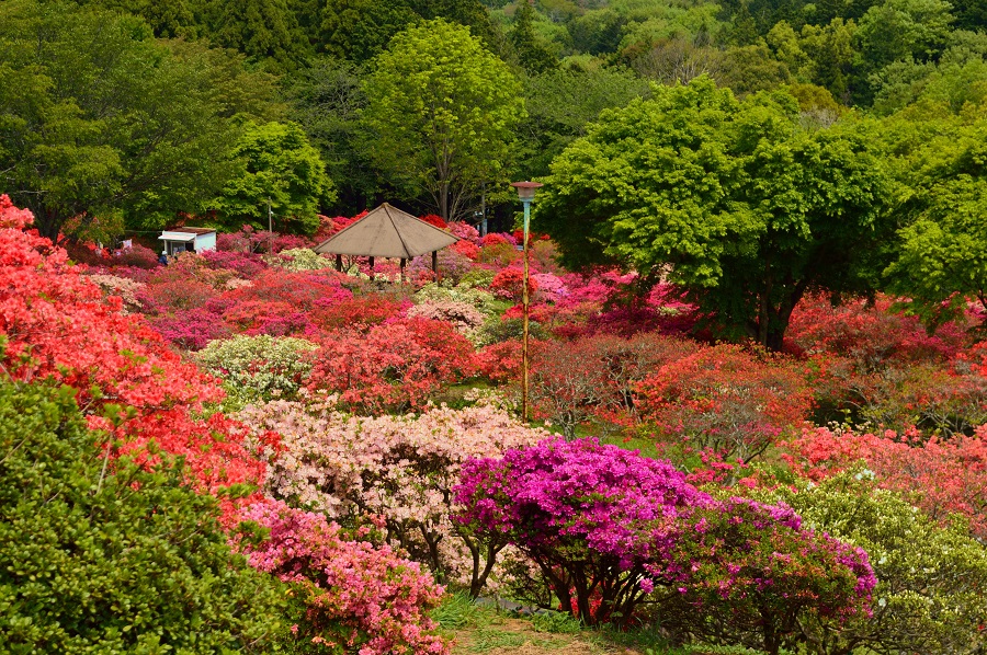 笠間つつじ公園 つつじ