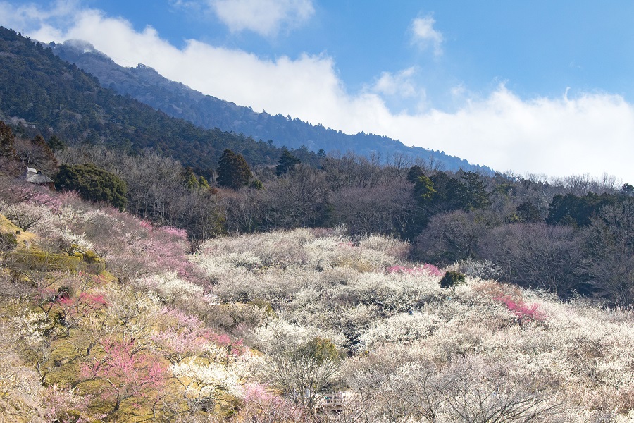 筑波の梅林