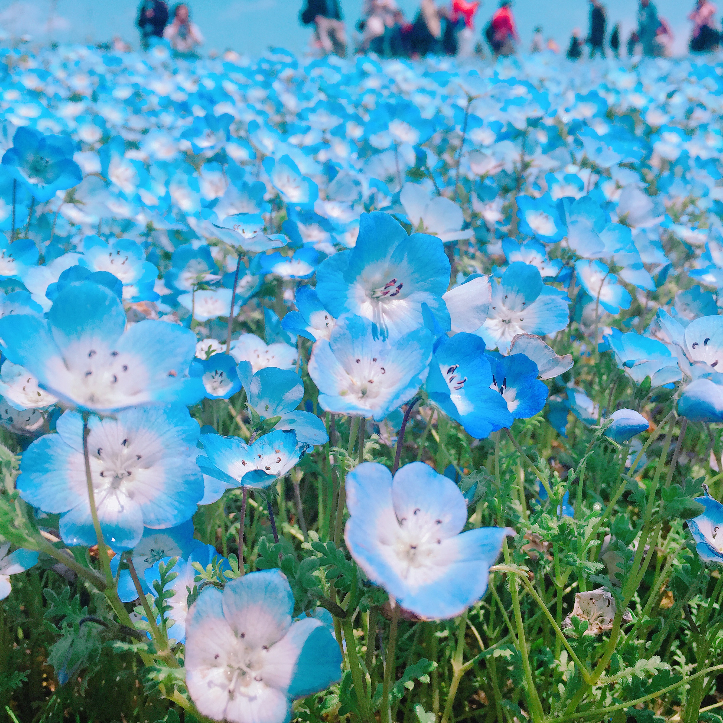 国営ひたち海浜公園　春