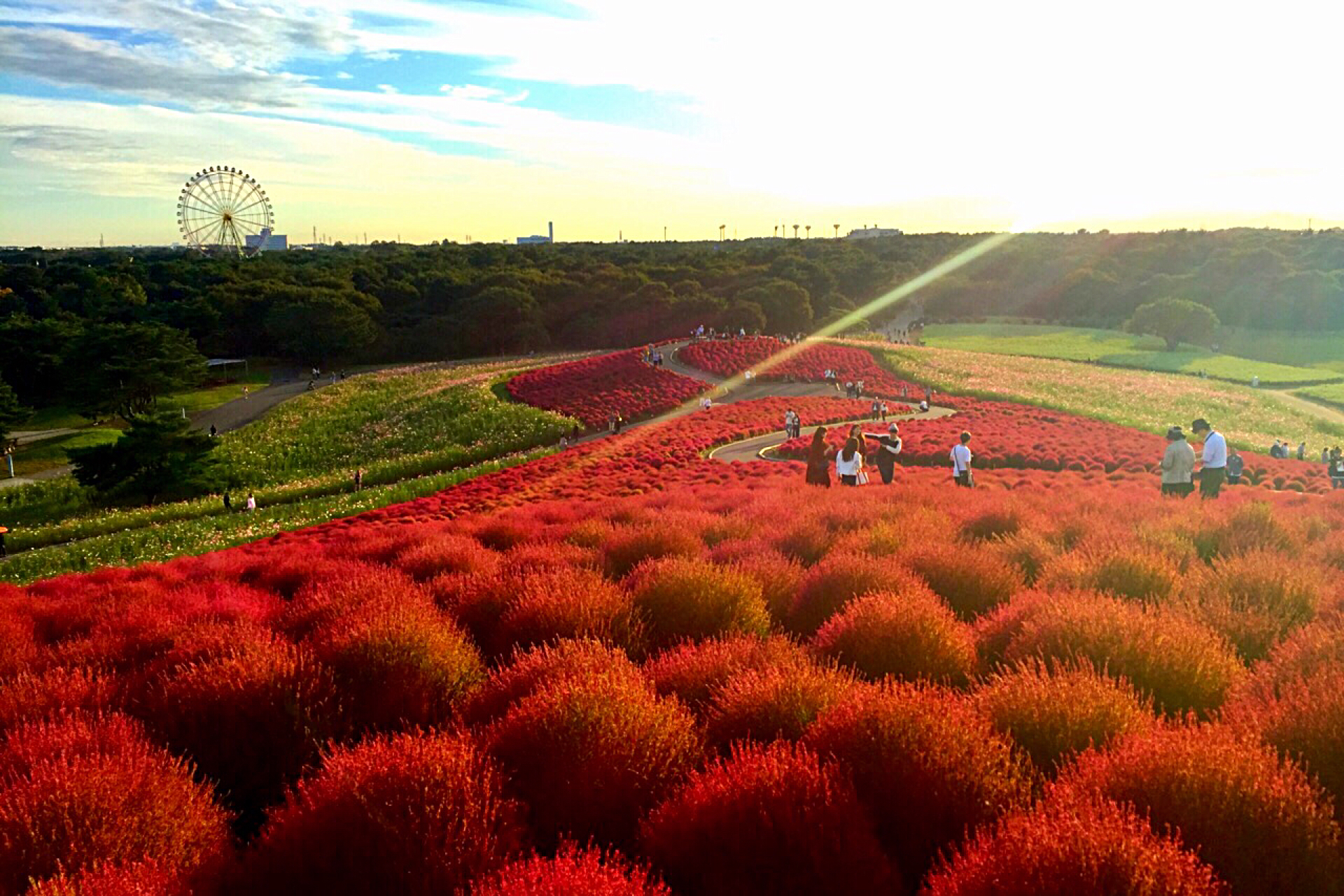 国営ひたち海浜公園　秋