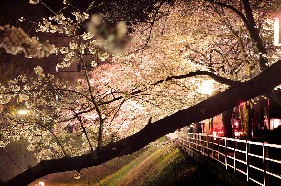 茨城県三の丸庁舎・お堀の桜のライトアップ01