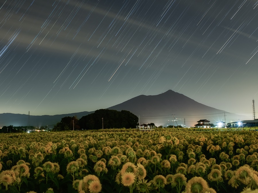 明野ひまわり