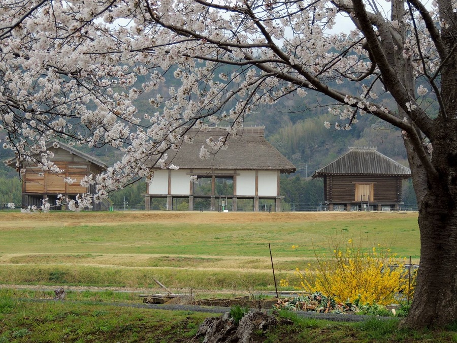 平沢官衙遺跡と桜